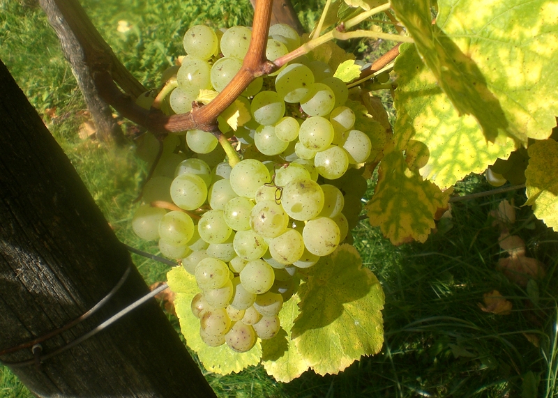 riesling2.jpg